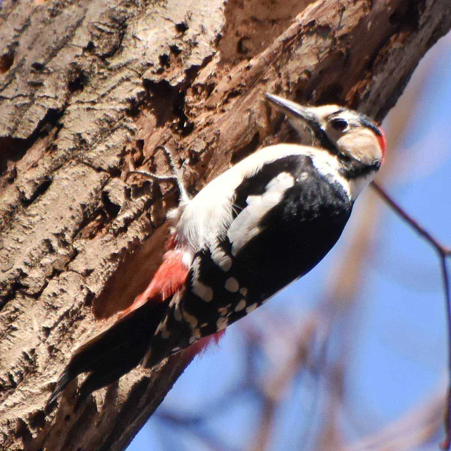 Species Image