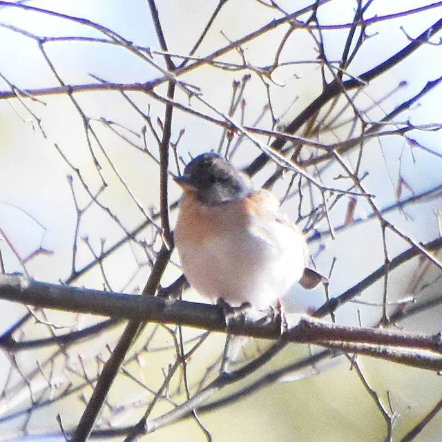 Species Image