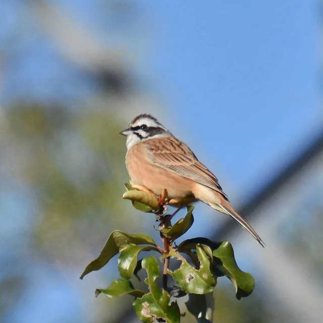 Species Image