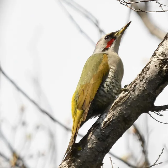 Species Image