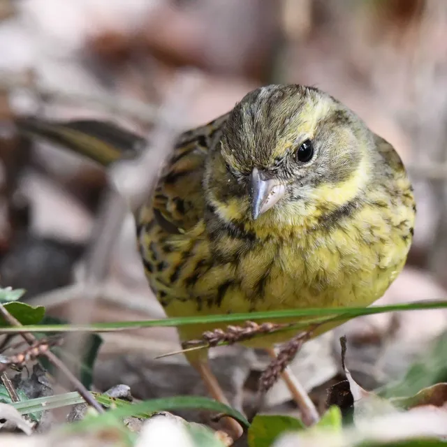 Species Image