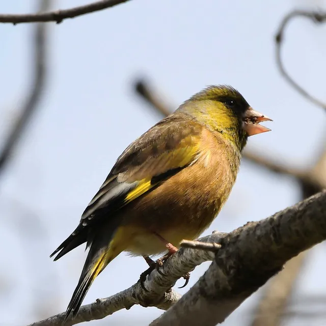 Species Image