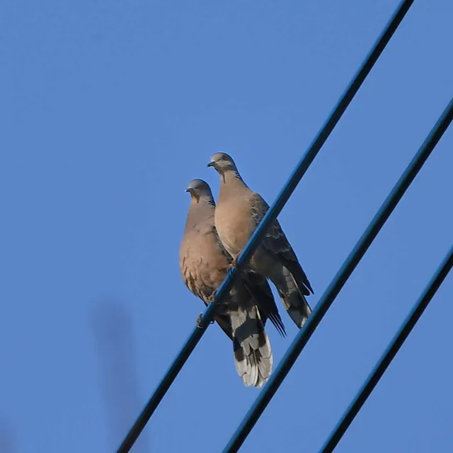 Species Image