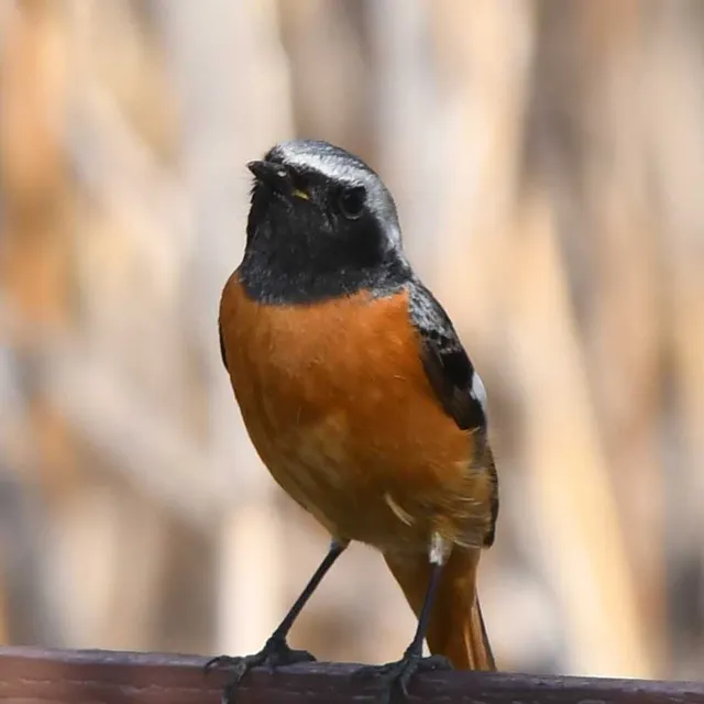 Species Image