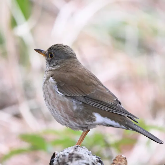 Species Image