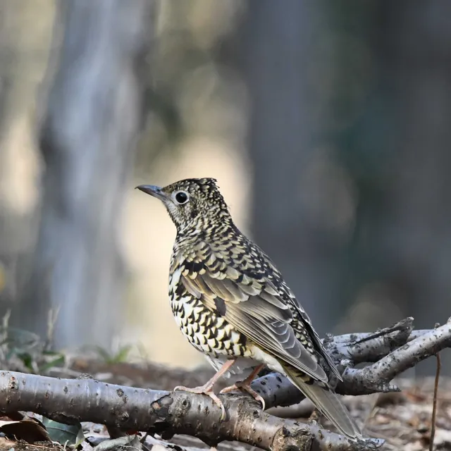 Species Image
