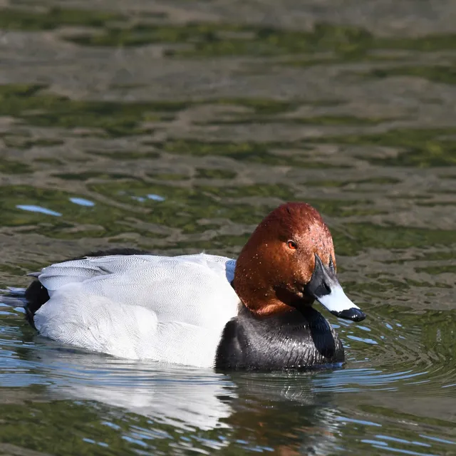 Species Image