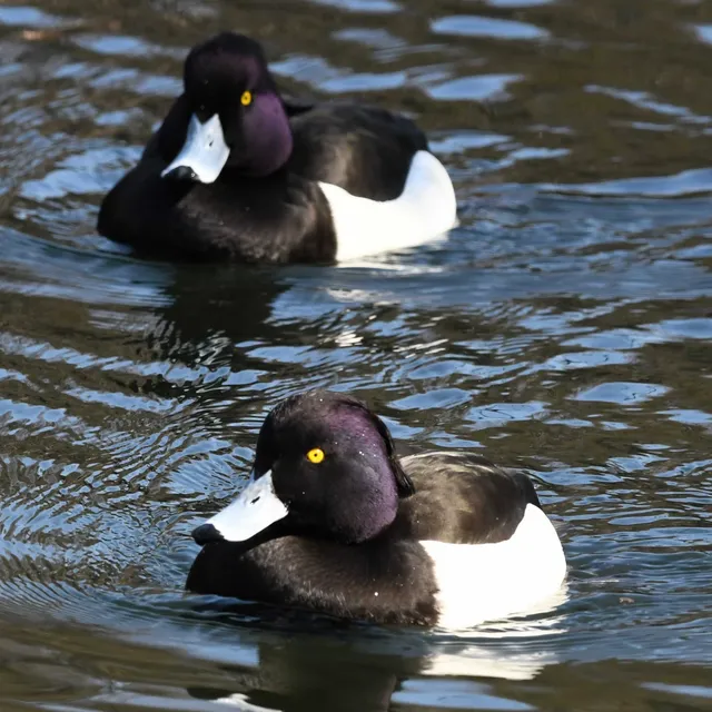 Species Image