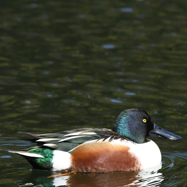 Species Image