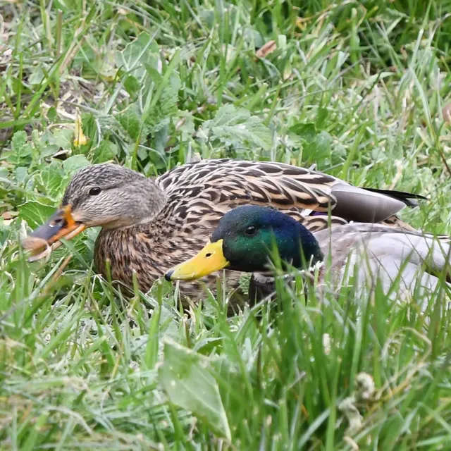 Species Image