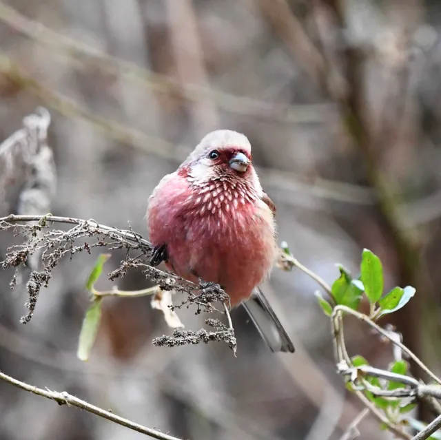 Species Image