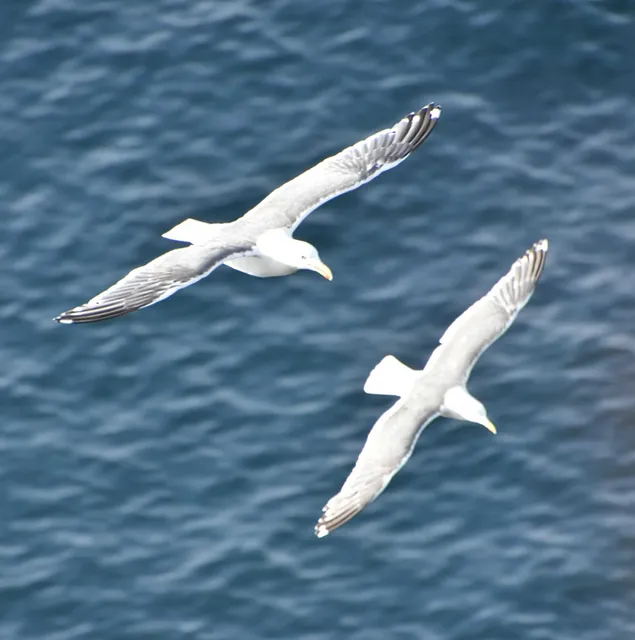 Species Image