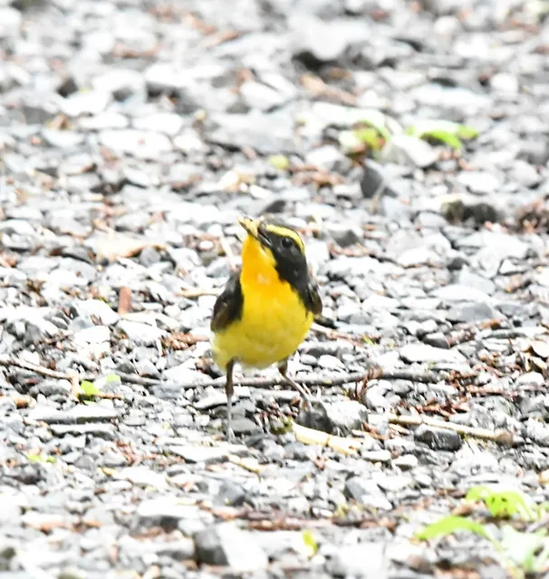 Species Image