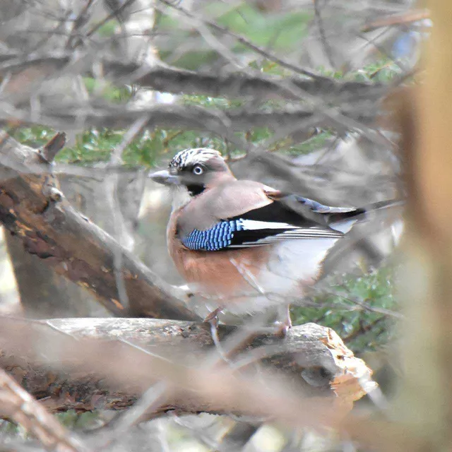 Species Image