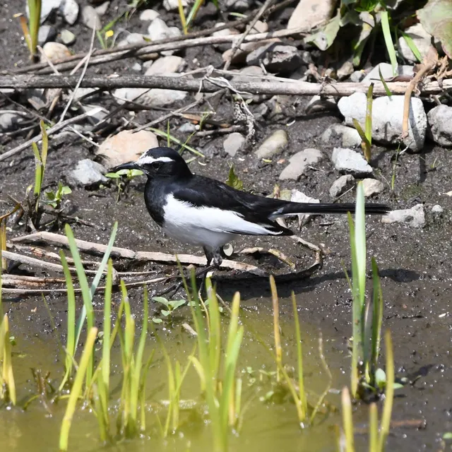 Species Image