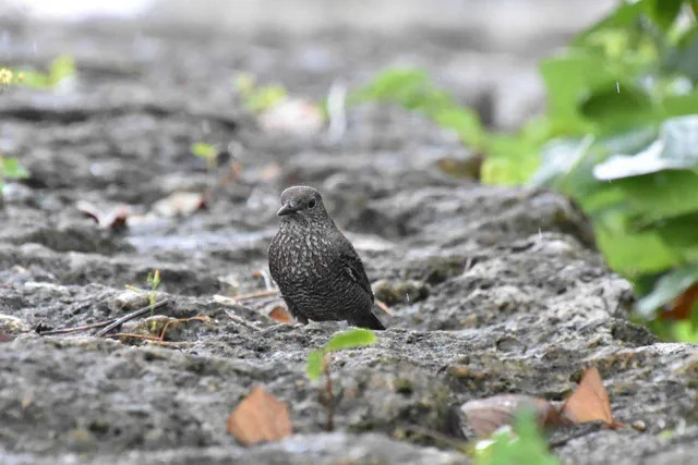 Species Image