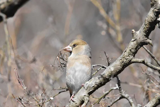 Species Image