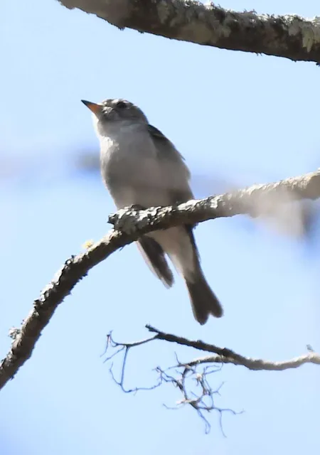 Species Image