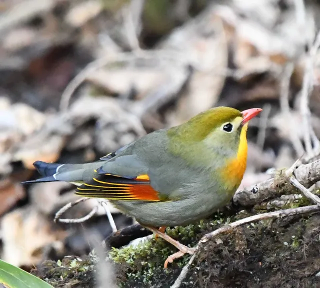 Species Image