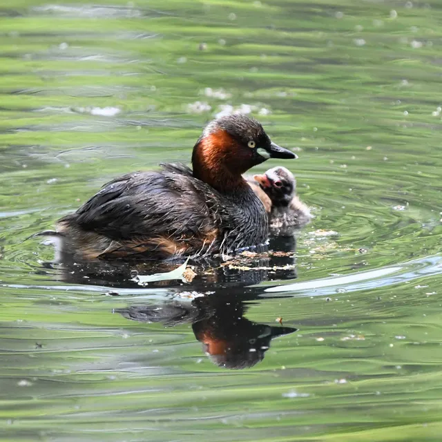 Species Image