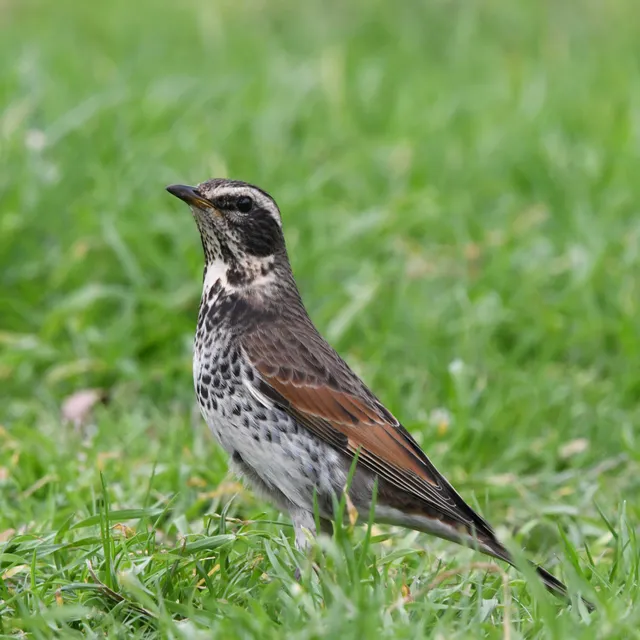 Species Image