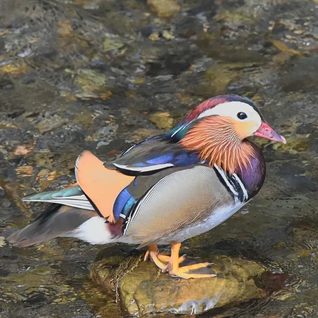 Species Image