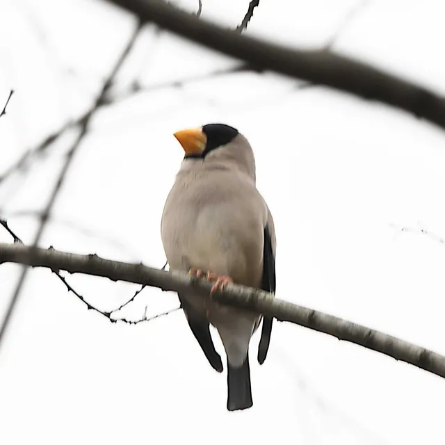 Species Image