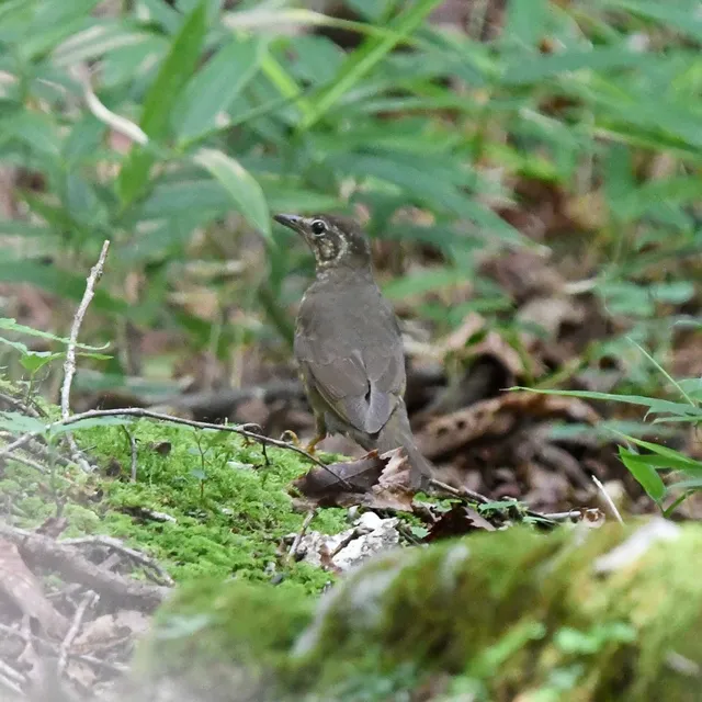 Species Image