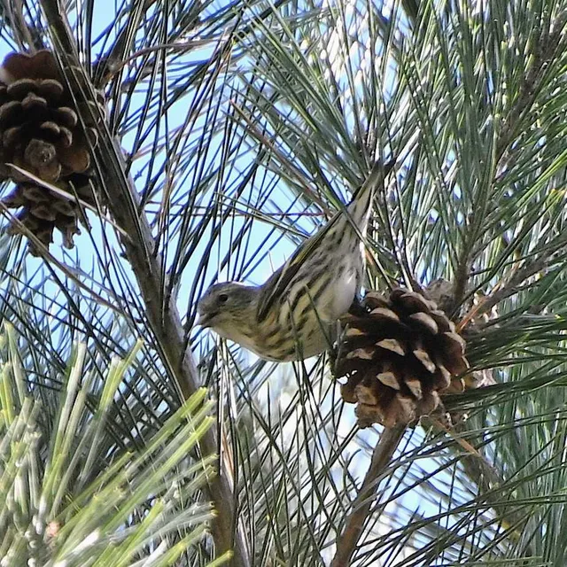 Species Image