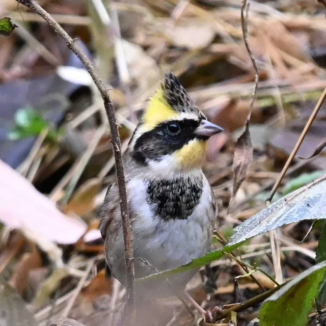 Species Image