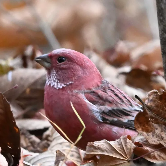 Species Image