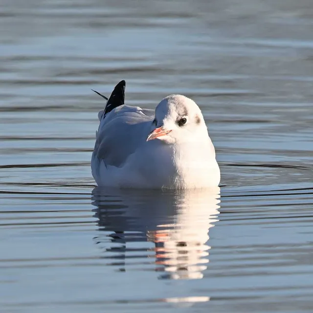 Species Image