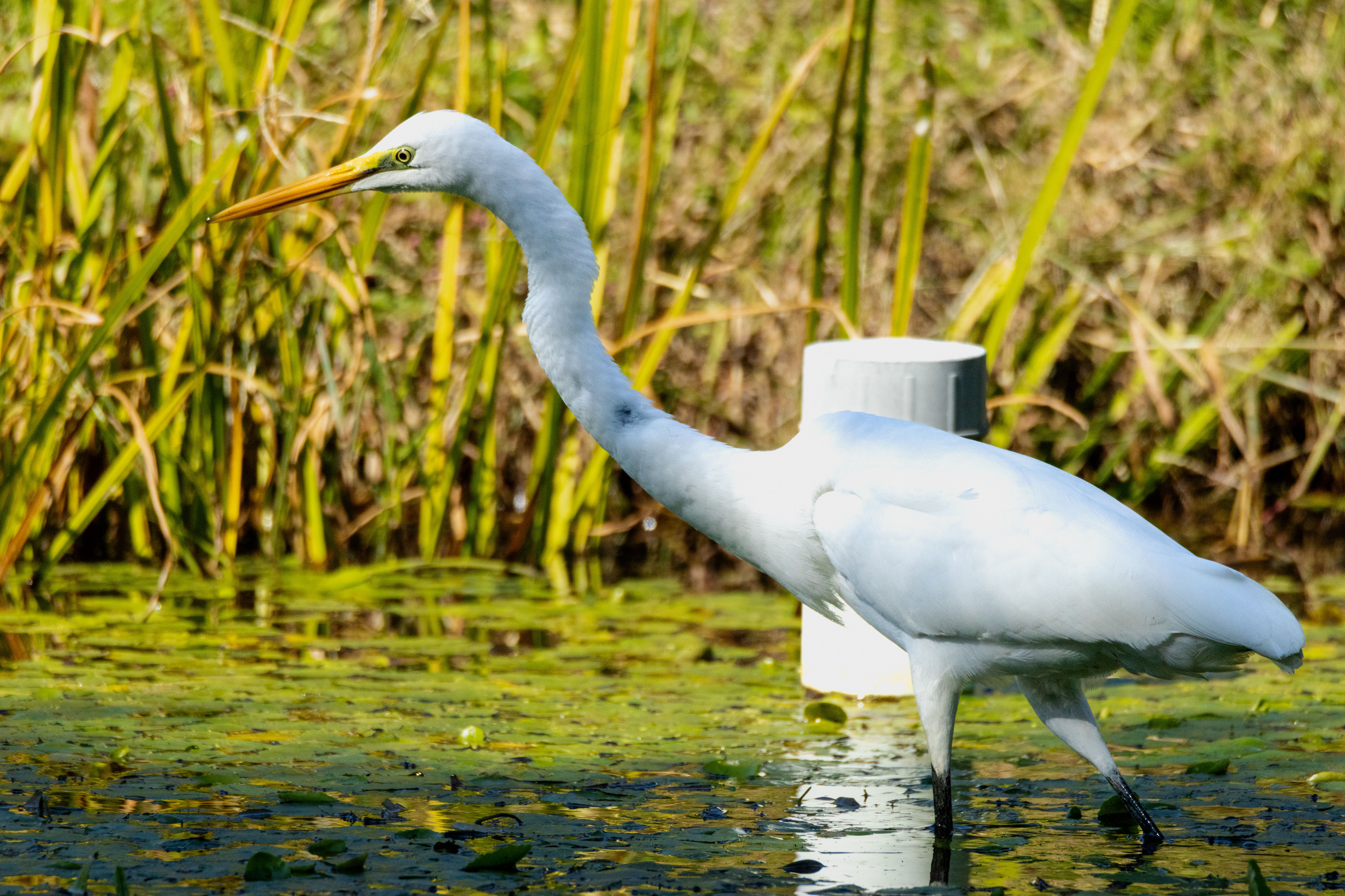 Photo Image