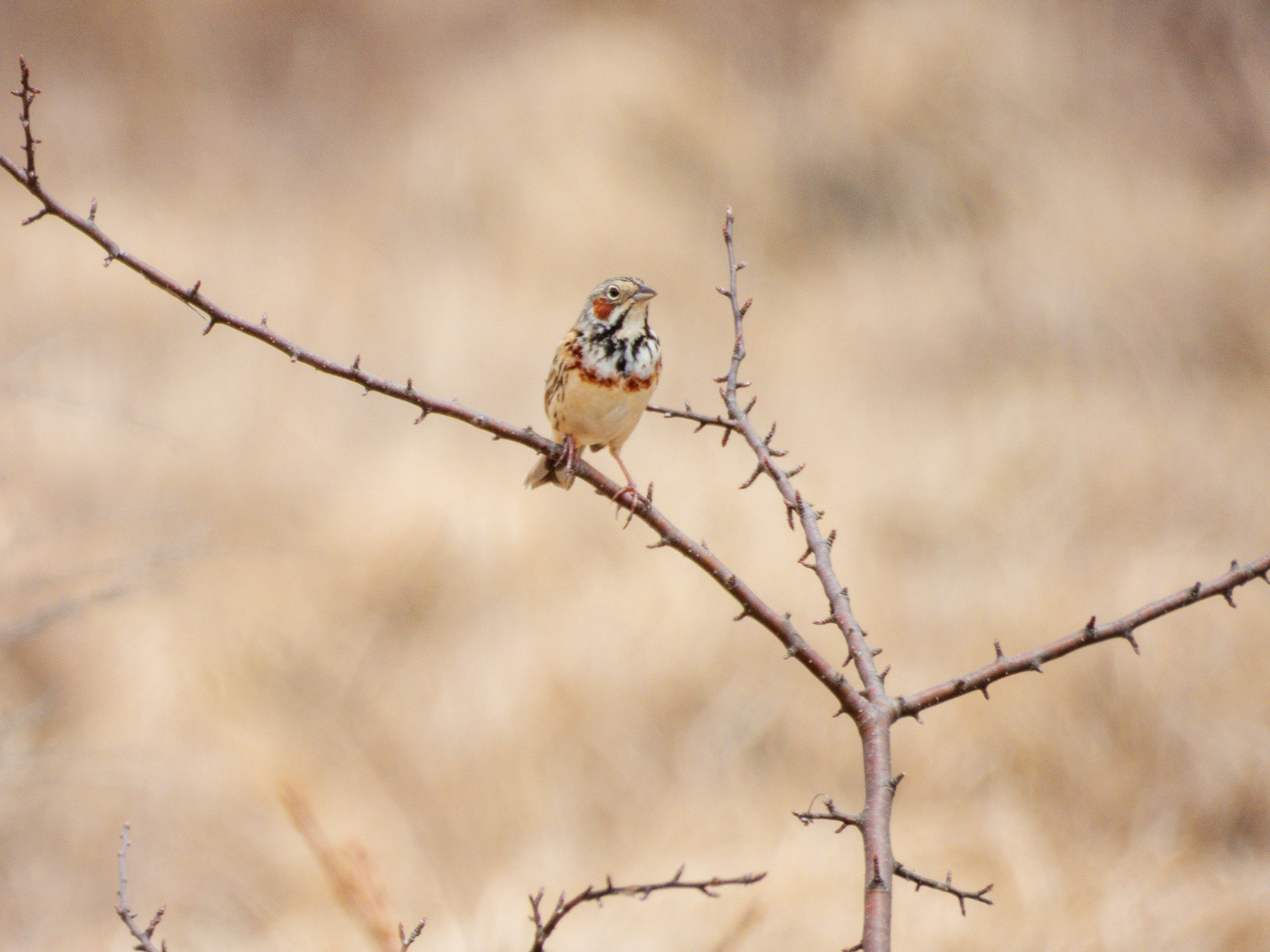 Photo Image
