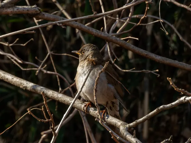野鳥の写真