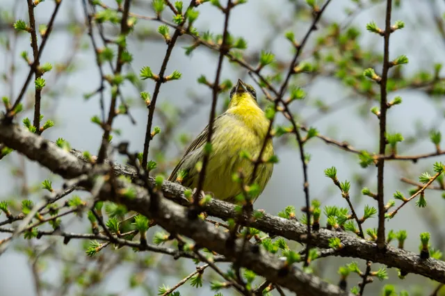 野鳥の写真