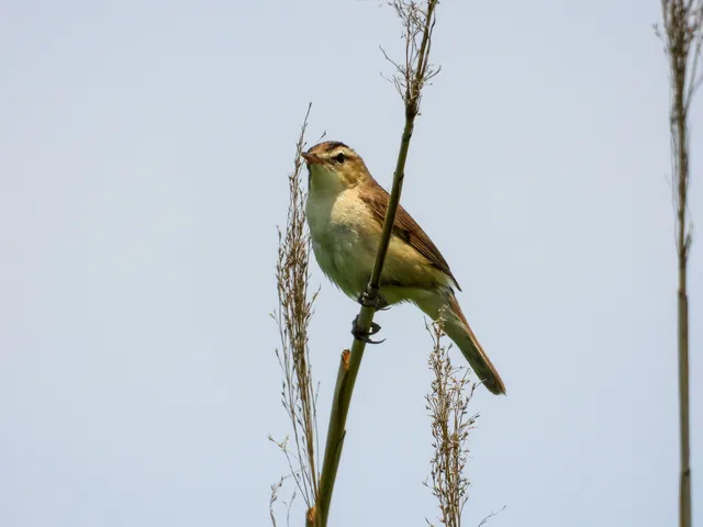 野鳥の写真