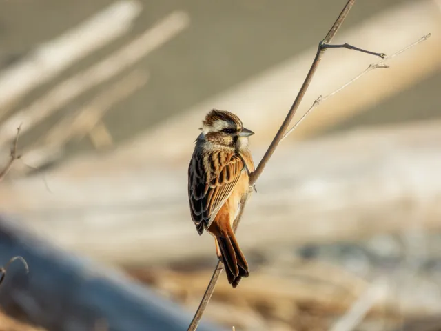 野鳥の写真