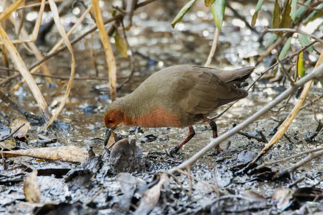 野鳥の写真