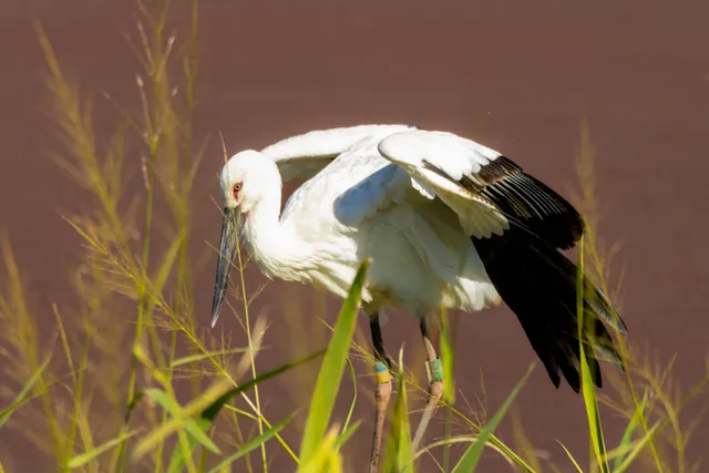 野鳥の写真