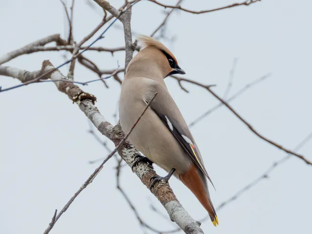 野鳥の写真