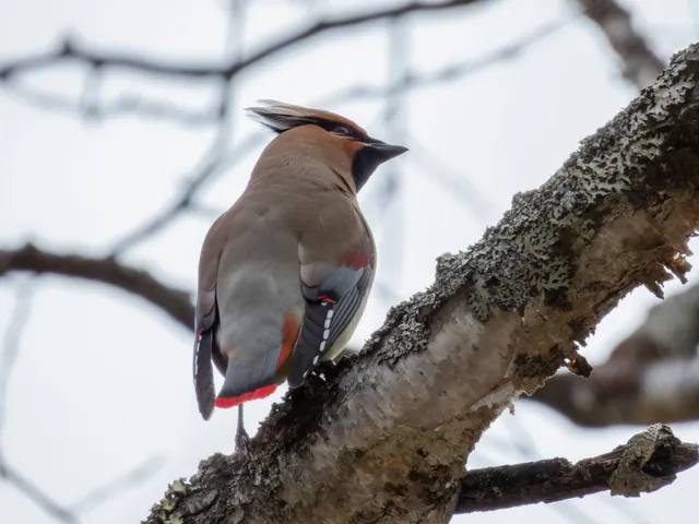 野鳥の写真