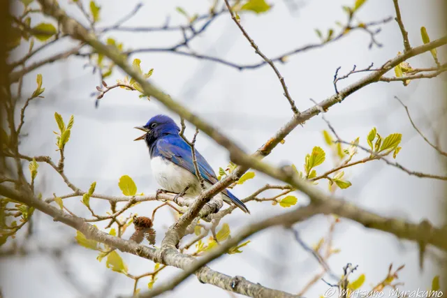 野鳥の写真