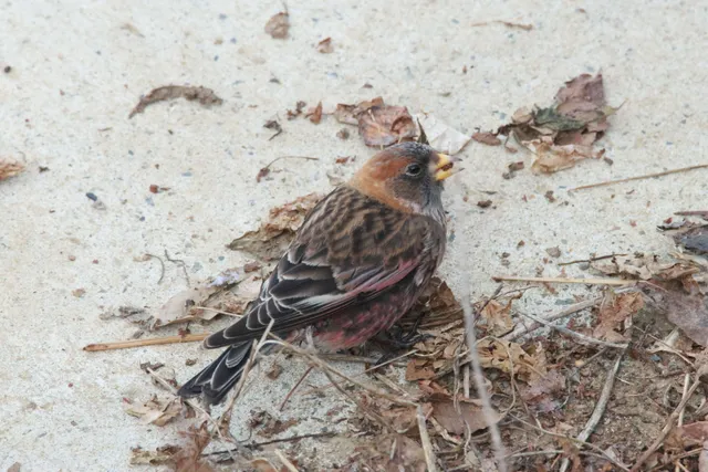 野鳥の写真