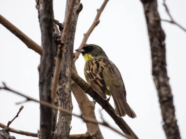 野鳥の写真