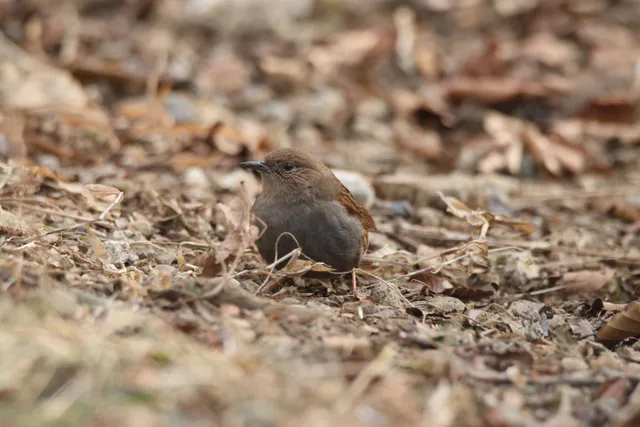野鳥の写真