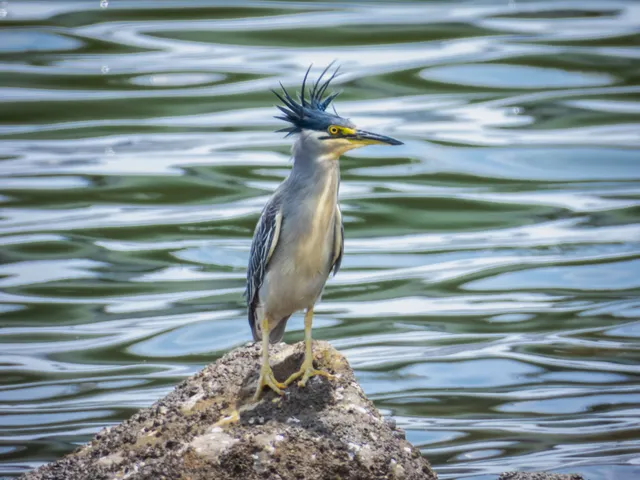 Species Image