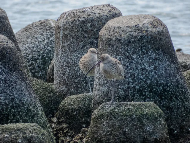 野鳥の写真