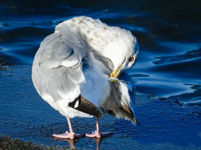 野鳥の写真
