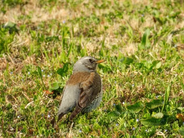 野鳥の写真